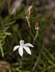 Caladenia gracilis