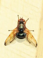 Lamprogaster flavipennis