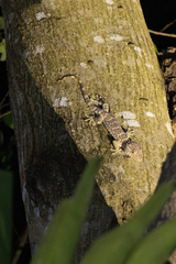Gekko gecko
