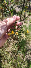 Pultenaea euchila