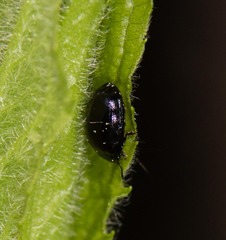 Plagiodera versicolora