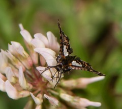 Thyris maculata