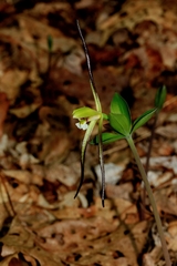 Isotria verticillata