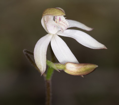 Caladenia gracilis