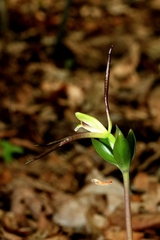 Isotria verticillata
