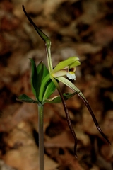 Isotria verticillata