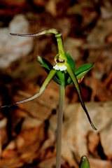 Isotria verticillata