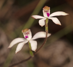 Caladenia gracilis