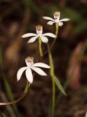 Caladenia gracilis