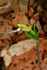 Isotria verticillata