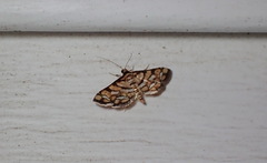 Hileithia magualis