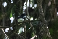 Platysteira castanea