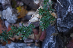 Fraxinus greggii