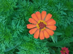 Zinnia peruviana