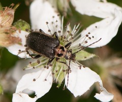 Brachysomida bivittata