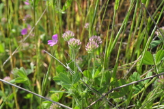 Trifolium microcephalum