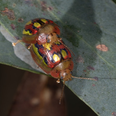 Paropsisterna nobilitata