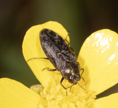 Diphucrania