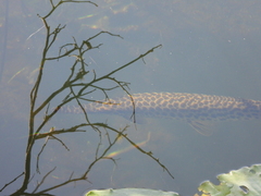 Lepisosteus platyrhincus