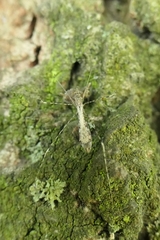 Empicoris rubromaculatus