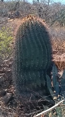 Ferocactus