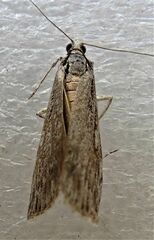 Scoparia indistinctalis