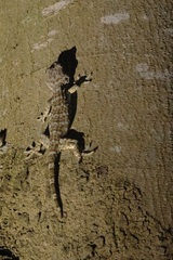 Gekko gecko