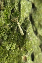 Empicoris rubromaculatus