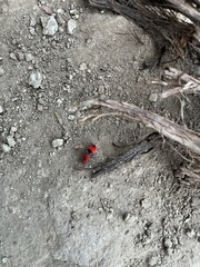 Dasymutilla erythrina