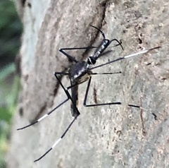 Toxorhynchites speciosus
