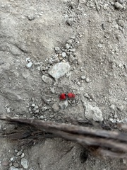 Dasymutilla erythrina