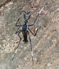 Toxorhynchites speciosus