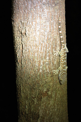 Gekko gecko