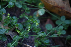 Galium uncinulatum