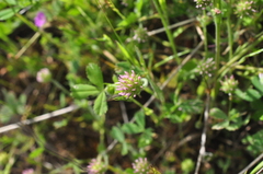 Trifolium microcephalum
