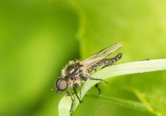 Bibio albipennis