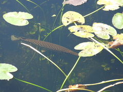 Lepisosteus platyrhincus