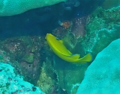 Centropyge cocosensis