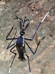 Toxorhynchites speciosus