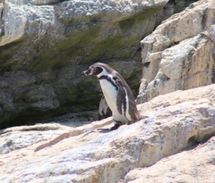 Spheniscus humboldti