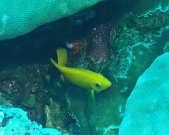 Centropyge cocosensis