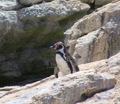 Spheniscus humboldti