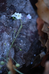 Physaria purpurea