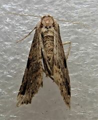Trigonistis anticlina