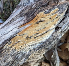 Steccherinum ochraceum