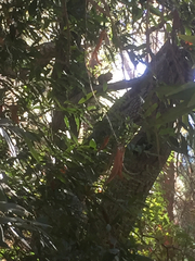 Sciurus niger rufiventer