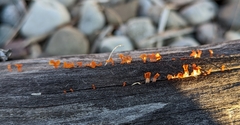 Dacrymyces