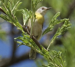 Apalis flavida