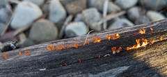 Dacrymyces