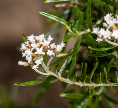 Ozothamnus